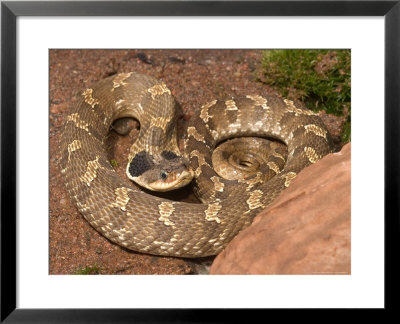 Eastern Hognose Snake Showing Excited Cobra-Like Flaring Of The Neck, Eastern Us by Maresa Pryor Pricing Limited Edition Print image