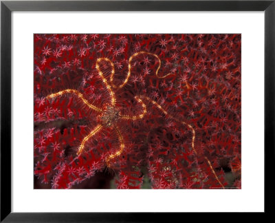 Battle Star On Coral by Michele Westmorland Pricing Limited Edition Print image