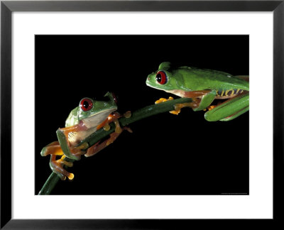 Red-Eyed Tree Frogs, Barro Colorado Island, Panama by Christian Ziegler Pricing Limited Edition Print image