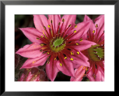 Ice Plant Flowers, California, Usa by Gavriel Jecan Pricing Limited Edition Print image