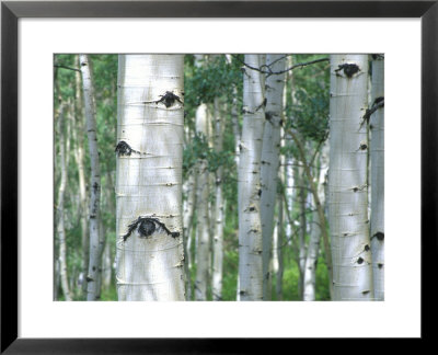 Aspen Grove, Colorado, Usa by Julie Eggers Pricing Limited Edition Print image