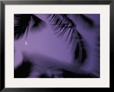 Palm Trees At Dusk With Crescent Moon, Big Island, Hawaii, Usa by John & Lisa Merrill Pricing Limited Edition Print image