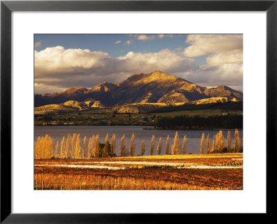 Vineyard And Lake Wanaka, Wanaka, Central Otago, South Island, New Zealand, Pacific by Jochen Schlenker Pricing Limited Edition Print image