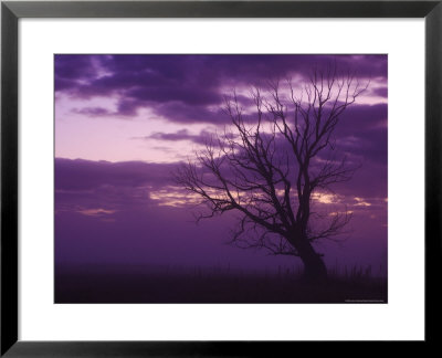 Tree, Alexandra, Central Otago, South Island, New Zealand, Pacific by Jochen Schlenker Pricing Limited Edition Print image