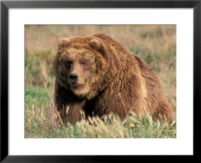 Grizzly Or Brown Bear, Kodiak Island, Alaska, Usa by Art Wolfe Pricing Limited Edition Print image