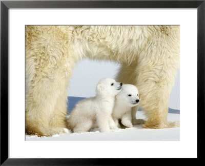Polar Bear Mother With Twin Cubs, Wapusk National Park, Churchill, Manitoba, Canada by Thorsten Milse Pricing Limited Edition Print image