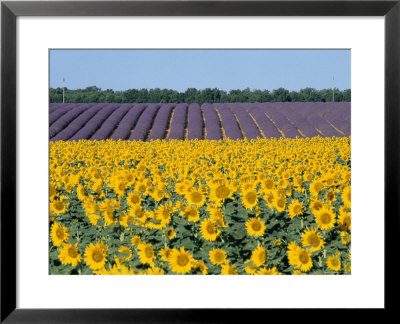 Sunflower Fields, Provence, France by Steve Vidler Pricing Limited Edition Print image