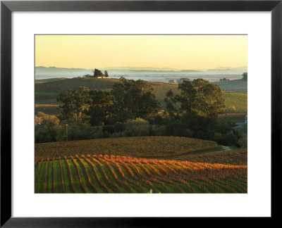 Vineyard From Artesa Winery, Los Carneros, Napa Valley, California by Janis Miglavs Pricing Limited Edition Print image