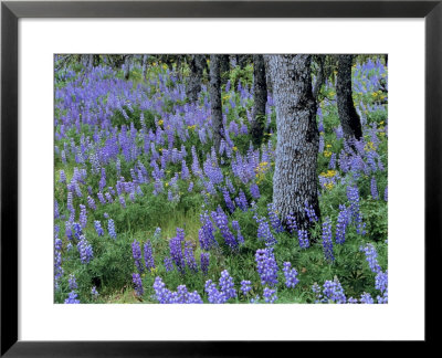 Lupine And White Oak In The Columbia Gorge, Oregon, Usa by Chuck Haney Pricing Limited Edition Print image