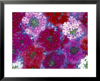 Verbena Floating Flowers, Sammamish, Washington, Usa by Darrell Gulin Pricing Limited Edition Print image