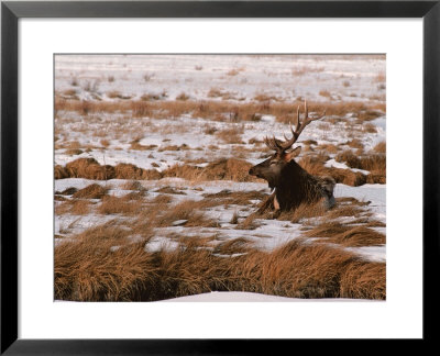Elk At Jackson Hole, National Elk Refuge, Wyoming, Usa by Dee Ann Pederson Pricing Limited Edition Print image