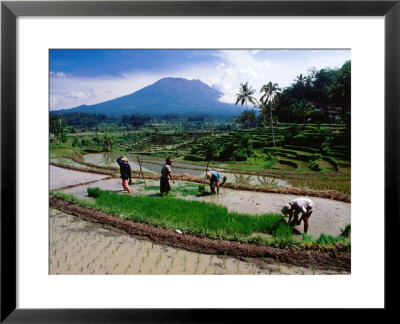Villagers Work At Transplanting Seedlings, Iseh, Bali, Indonesia by Richard I'anson Pricing Limited Edition Print image