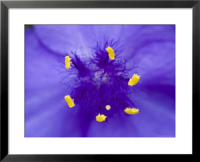 Close View Of Stamen Of A Blue Flower, Groton, Connecticut by Todd Gipstein Pricing Limited Edition Print image