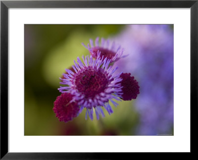 Close View Of A Lavender Flower, Groton, Connecticut by Todd Gipstein Pricing Limited Edition Print image