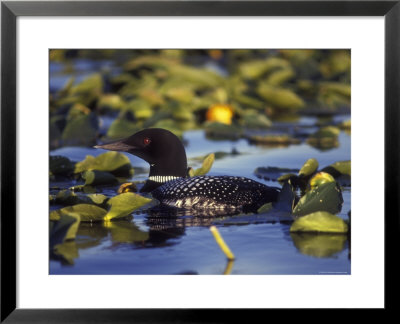 Common Loon On Bottenintnin Lake, Alaska by Rich Reid Pricing Limited Edition Print image
