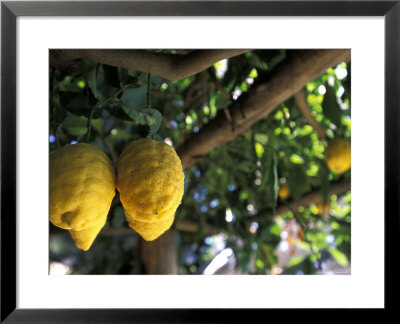 Lemons Hanging From A Lemon Tree For Sale As Local Produce On The Amalfi Coast In Ravello, Italy by Richard Nowitz Pricing Limited Edition Print image