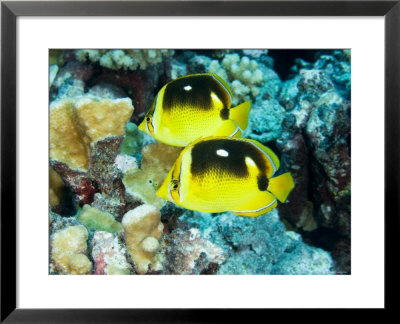 Two Fourspot Butterflyfish, Takapoto Atoll, French Polynesia by Tim Laman Pricing Limited Edition Print image