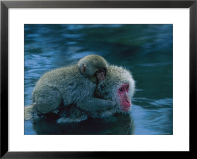 Japanese Macaque, Or Snow Monkey, With A Baby In A Hot Spring by Tim Laman Pricing Limited Edition Print image