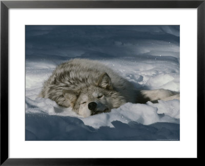 Gray Wolf, Canis Lupus, Takes A Nap In A Snowy Bed by Jim And Jamie Dutcher Pricing Limited Edition Print image