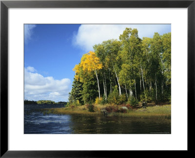 Birch Trees Along A Lake In Grass River Provincial Park by Raymond Gehman Pricing Limited Edition Print image