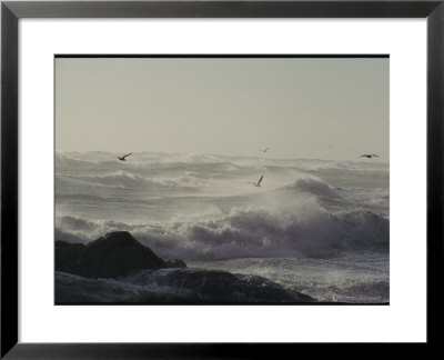 Sea Birds Fly Above Large Waves Crashing Onto Maine's Rocky Coastline by Bill Curtsinger Pricing Limited Edition Print image