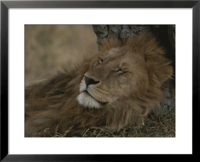 African Lion, Adult Male With Full Mane, Sleeping by John Eastcott & Yva Momatiuk Pricing Limited Edition Print image