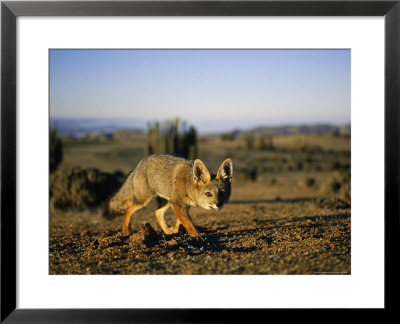 Close View Of A Gray Fox In The Atacama Desert by Joel Sartore Pricing Limited Edition Print image