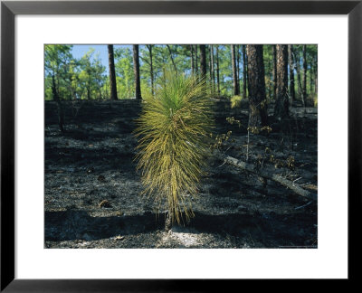 New Pine Tree Grows From Scorched Earth After A Fire by Raymond Gehman Pricing Limited Edition Print image
