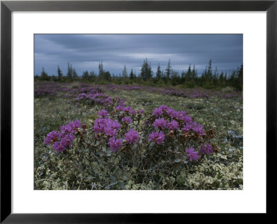 Beautiful Field Of Lapland Rosebay by Norbert Rosing Pricing Limited Edition Print image