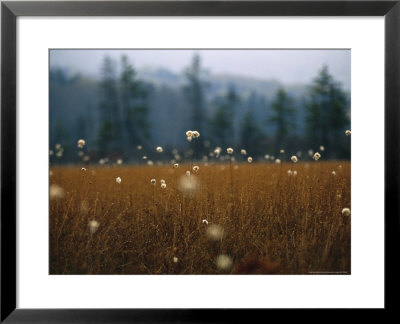 Cotton Grass, Sedges And A Red Spruce Forest In A Bog by Raymond Gehman Pricing Limited Edition Print image