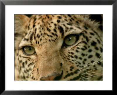 Close-Up Of The Face Of A Leopard, Panthera Pardus, Mombo, Okavango Delta, Botswana by Beverly Joubert Pricing Limited Edition Print image