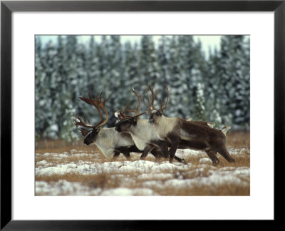 Trio Of Caribou Bulls Migrate, St. Elias National Park, Alaska by Michael S. Quinton Pricing Limited Edition Print image