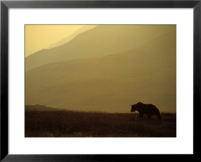 Grizzly Stalks The Alaskan Tundra, Denali National Park, Alaska by Michael S. Quinton Pricing Limited Edition Print image