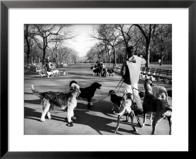 Dog Walkers In Central Park by Alfred Eisenstaedt Pricing Limited Edition Print image