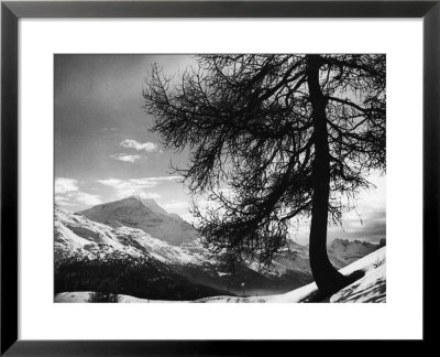 Tree On Alpine Slopes Of Winter Resort. Peak In Background In Piz Corvatsch by Alfred Eisenstaedt Pricing Limited Edition Print image