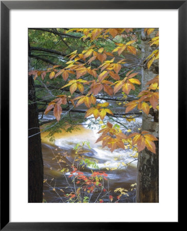 Stream And Fall Foliage, New Hampshire, Usa by Nancy Rotenberg Pricing Limited Edition Print image
