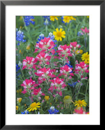Blue Bonnets, Arnica, And Indian Paintbrush, Near Cuero, Texas, Usa by Darrell Gulin Pricing Limited Edition Print image
