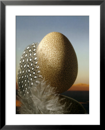 A Guinea Fowl Egg And Feather by Manfred Seelow Pricing Limited Edition Print image