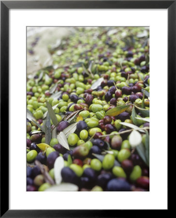 Olive Harvest (Tenuta San Vito, Tuscany, Italy) by Hans-Peter Siffert Pricing Limited Edition Print image