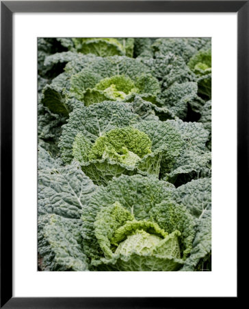 Savoy Cabbages In The Field by Sara Deluca Pricing Limited Edition Print image