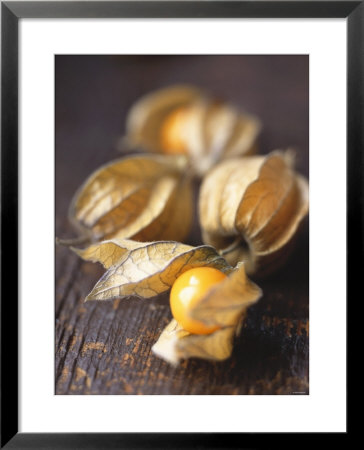 Four Cape Gooseberries (Physalis) by Philip Webb Pricing Limited Edition Print image