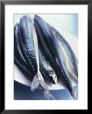 Mackerel by Philip Webb Pricing Limited Edition Print image