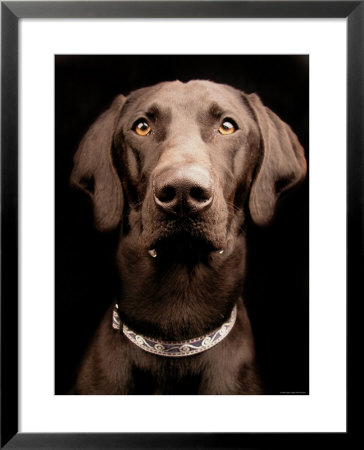 Jake by Traer Scott Pricing Limited Edition Print image