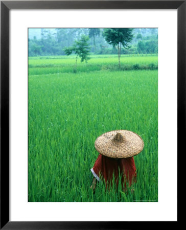 Scenic Of Rice Fields And Farmer On Yangtze River, China by Bill Bachmann Pricing Limited Edition Print image
