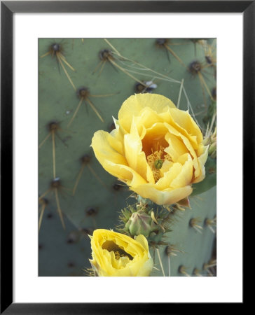 Prickly Pear Cactus Flower, Saguaro National Park, Arizona, Usa by Jamie & Judy Wild Pricing Limited Edition Print image