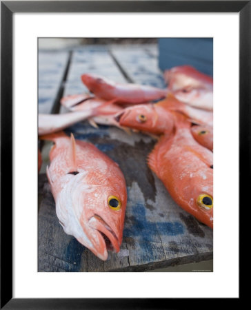Goldeneye Fish, Caye Caulker, Belize by Russell Young Pricing Limited Edition Print image