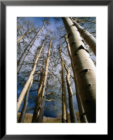 Aspen Trees In Spring, Utah, Utah, Usa by Carol Polich Pricing Limited Edition Print image