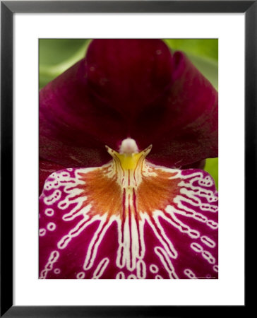 Close View Of A Red Orchid, Groton, Connecticut by Todd Gipstein Pricing Limited Edition Print image