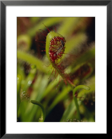 Mosquito Trapped By A Sundew, Carnivourous Plant, Drosera Capensis, Australia by Jason Edwards Pricing Limited Edition Print image