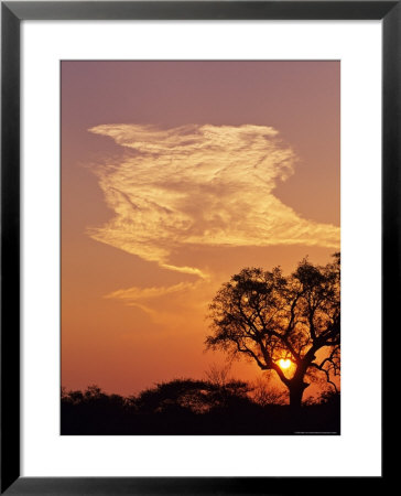 Sunset Through A Silhoetted Acacia Tree, South Africa by Ralph Lee Hopkins Pricing Limited Edition Print image